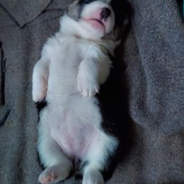 Pembroke Welsh Corgi Puppies from Gary's Pembroke Welsh Corgis