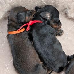 Legend - Red male Dachshund puppy in Danbury, New Hampshire from Maplewood Mountain Farm