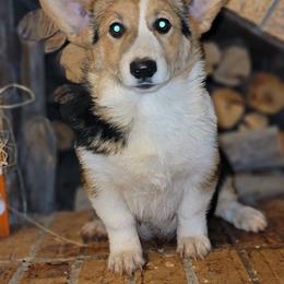 Boy 1 - Pembroke Welsh Corgi puppy in Anton, Texas from X Bar's Lil Legs of Texas