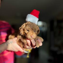 Hope - Red  female Goldendoodle puppy in Miami, Florida from Milk Drunk Doodles And Poodles