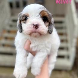 Velvet - Merle female Cavapoo puppy in Midland, Michigan from Northern Charm Farm