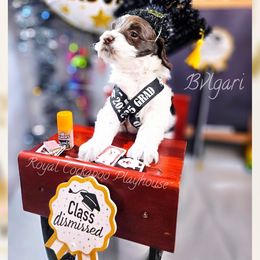 Bvlgari du Royale - Brown and white male Cockapoo puppy in Demorest, Georgia from Royal Cockapoo Playhouse