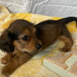 SAJA Boy - Black and tan male Dachshund puppy in Elizabethtown, Kentucky from Teeny Tiny Puppy Tails