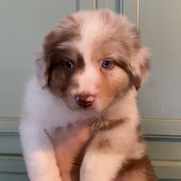 Elfie (AKA Romi) - Red merle Australian Shepherd puppy in Ashland, Wisconsin from Ahava's Australian Shepherds