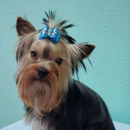 Yorkshire Terrier Puppies from Yorkielicious Yorkies