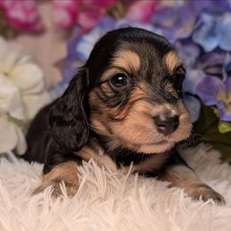 Sugar - Black and cream female Dachshund puppy in Unadilla, Georgia from Hamsley's Puppy Palace