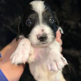 Lily- longhaired - Piebald female Dachshund puppy in Bruceton, Tennessee from Dachshund Dreams