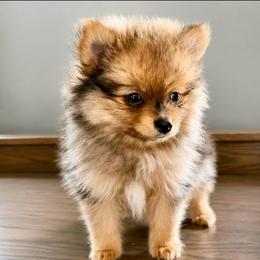 Opalite - Ready Now - Orange sable female Pomeranian puppy in New Lenox, Illinois from Illinois Poms