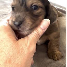 Finn - Red male Dachshund puppy in Griffin, Georgia from Always Trippin' Doxie Life