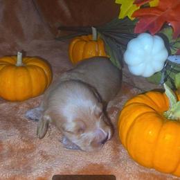 Winnie - Cream female Dachshund puppy in Price, Utah from Smiling Dog Dachshunds