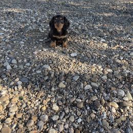 Dachshund Puppies from Jess’s Dachshunds