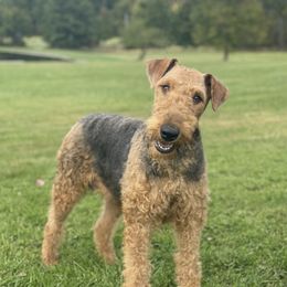 Millie - Airedale Terrier