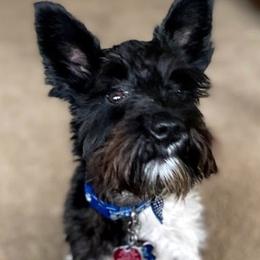 Miniature Schnauzers from Romel's Schnauzers