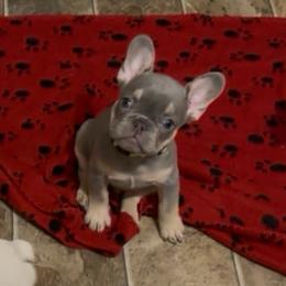 Eddie - Tricolors male French Bulldog puppy in Spokane, Washington from Lilac City Frenchies