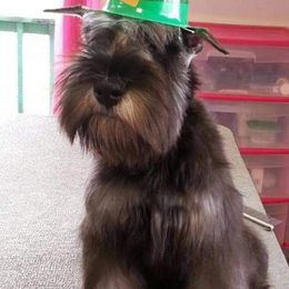 Miniature Schnauzer Puppies from Starbound Miniture Schnauzer's