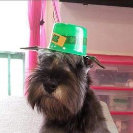 Miniature Schnauzer Puppies from Starbound Miniture Schnauzer's