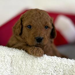 Blue collar - Red  male Goldendoodle puppy in Monrovia, California from Fancy Paws Inc