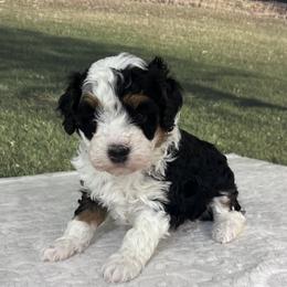 Nichole - Tri-color female Bernedoodle puppy in Lincoln, Nebraska from GRand Doodles