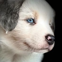 Miniature Australian Shepherds and Toy Australian Shepherds from Little Wood Toy and Mini Aussies
