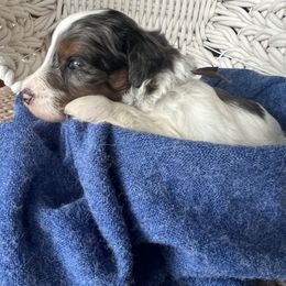 Disco Darlings - Strobe - Merle male Bernedoodle puppy in Charleston, South Carolina from Palm Belle Doodles