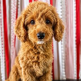 Navy - Red  female Goldendoodle puppy in Phoenix, Arizona from Doodles of the Desert