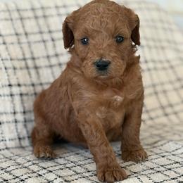 Bolt - Red  male Goldendoodle puppy in Strasburg, Virginia from Shenandoah Valley Doodles