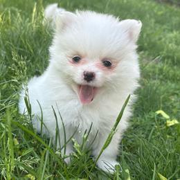 Rarity - White female Pomeranian puppy in Rhode Island from Heartfelt Kennels