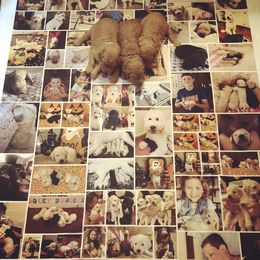 Goldendoodle Puppies from Cooley Doodles