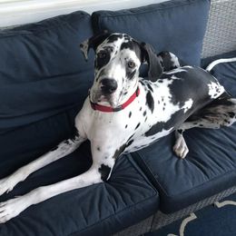 Great Danes from Underwood Danes AKC