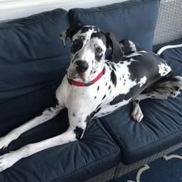Great Danes from Underwood Danes AKC