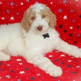 Black Collar Boy (Jack) - Parti Poodle puppy in Sugar Hill, Georgia from Secret Cove Standard Parti Poodles