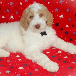 Black Collar Boy (Jack) - Parti Poodle puppy in Sugar Hill, Georgia from Secret Cove Standard Parti Poodles