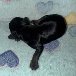 Dachshund Puppies from Dachshund Dad