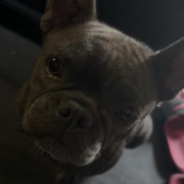 Harley - French Bulldog