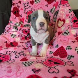 Girl 3 - Blue female American Staffordshire Terrier puppy in Lawrenceville, Georgia from Celtic Amstaffs