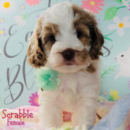 Scrabble - Red female Australian Labradoodle puppy in Beecher, Illinois from Erica’s Doodles