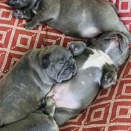 French Bulldog Puppies from Candice Thaggard