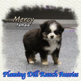 Mercy - Black tri female Toy Australian Shepherd puppy in Forestburg, Texas from Flaming Dill Ranch Aussies