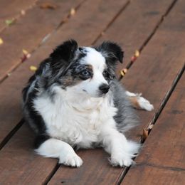 Miniature Australian Shepherds and Toy Australian Shepherds from Tinker Toy Aussies & Minis