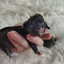 Al - Gray sable male Pekingese puppy in Andrews, South Carolina from Purple Diamonds Kennel