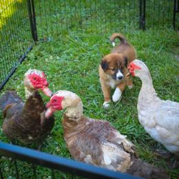 English Shepherd Puppies from Town & Country English Shepherds