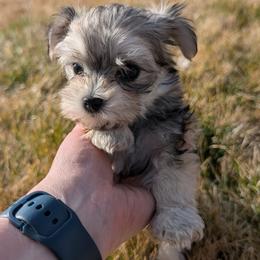 Freyja - Gold sable female Havanese puppy in Weiser, Idaho from Brugger's Breeders, LLC