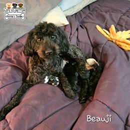 Beauji - Goldendoodle