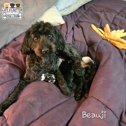Beauji - Goldendoodle