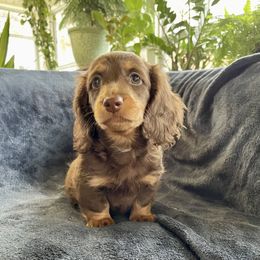 Dachshund Puppies from Welden’s Miniature Dachshunds