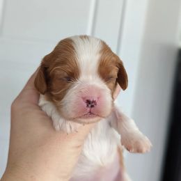 Girl 2 - Cavalier King Charles Spaniel puppy in Layton, Utah from Shakespeare's Cavaliers