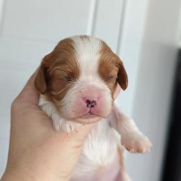 Girl 2 - Cavalier King Charles Spaniel puppy in Layton, Utah from Shakespeare's Cavaliers