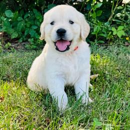 Orange - Light golden male Golden Retriever puppy in Harrisburg, North Carolina from Bunn Ranch Goldens & Bernese