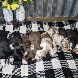 Golden Retriever and Miniature Australian Shepherd Puppies from Haleys Farm