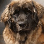 Leonbergers from BellaWood Leos